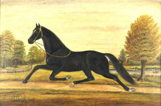 The Horse Modoc