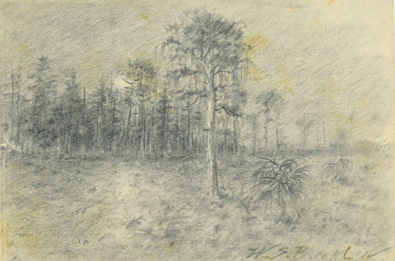 Mossy Tree and Palmettos (Florida Landscape)