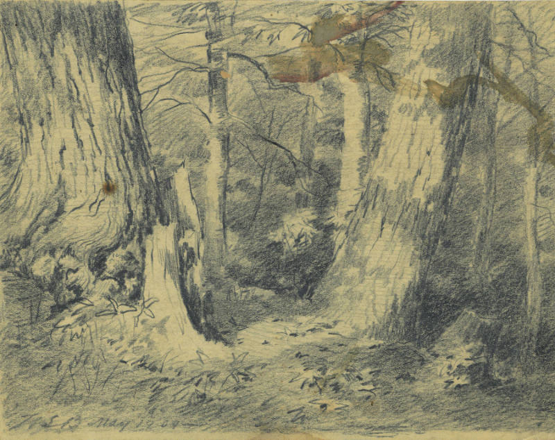 Trees and Woods